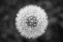 Dandelion Extract