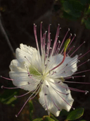 Hedge Caper Root Extract