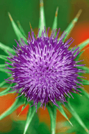 Milk Thistle Seed Extract